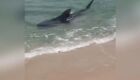 Tubarão é visto próximo à faixa de areia em praias de Saquarema