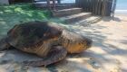 Tartarugas marinhas encalham em praias de Cabo Frio e Búzios