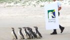 Instituto Albatroz completa um ano de execução do Projeto de Monitoramento de Praias na região