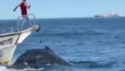 MPF investiga colisão entre embarcação de turismo e baleia em Arraial do Cabo