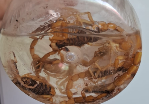 Infestação de escorpião amarelo chega a Iguaba Grande