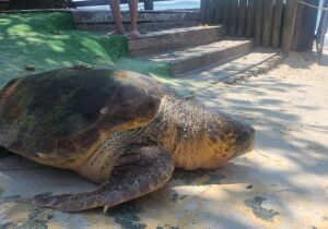 Tartarugas marinhas encalham em praias de Cabo Frio e Búzios