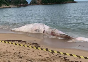 Descarte de carcaça de baleia, em Búzios, vai parar no Ministério Público