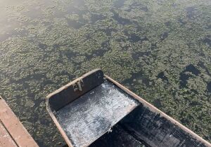 Alerta na Laguna de Araruama: orla da Praia do Siqueira é tomada por algas de esgoto