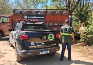 Cinco cavalos são apreendidos às margens da RJ-140, em Arraial do Cabo