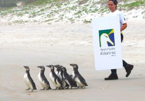 Instituto Albatroz completa um ano de execução do Projeto de Monitoramento de Praias na região