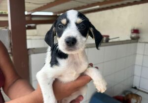 1ª edição do ano da Feira de Adoção Animal acontece neste sábado (17) em Cabo Frio