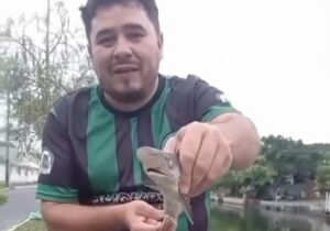 Filhotes de tubarão aparecem em Cabo Frio e biólogo descarta risco a banhistas