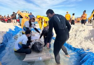 Cachalote-mirim de 400kg, resgatado na Praia do Forte, é levado para Araruama