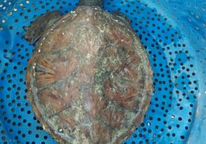 Tartaruga marinha debilitada no Canto da Praia do Forte é resgatada pela Guarda Civil Municipal

