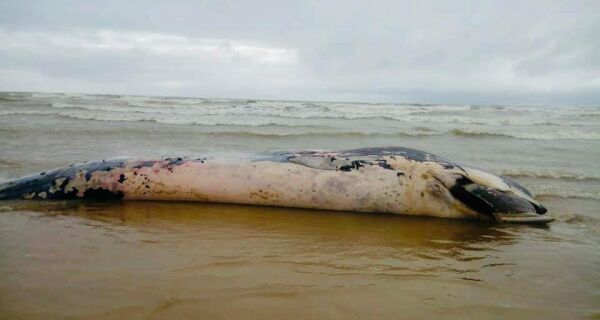 Carcaça de baleia aparece em praia de Unamar, em Cabo Frio
