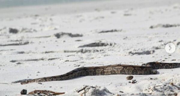 Defesa Civil de Cabo Frio alerta sobre surgimento de serpentes no município