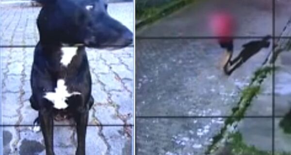 Polícia Civil identifica suspeito de matar cachorro a tiros em Cabo Frio