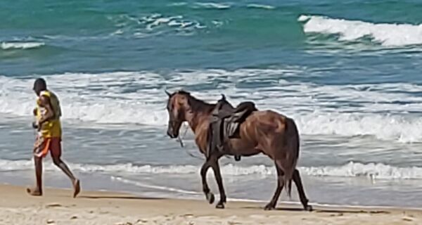 Cavalo passeia na praia do Peró, fechada aos banhistas