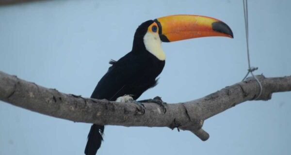 Após reabilitação, tucano resgatado em São Pedro da Aldeia é devolvido à natureza