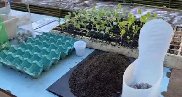 São Pedro disponibiliza 300 kits de sementes de hortaliças para o plantio de hortas domésticas
