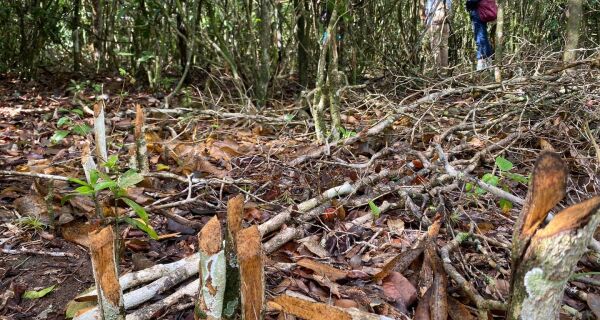 Ambientalistas denunciam retirada de vegetação nativa para construção de cemitério em Búzios