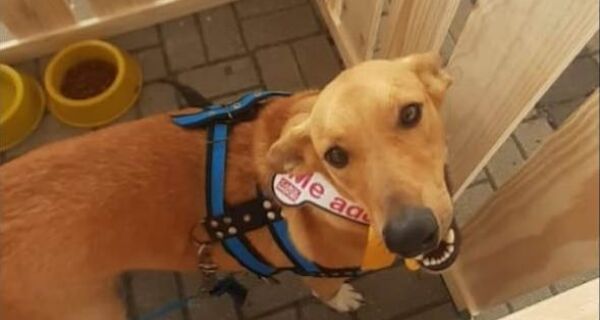 Shopping Park Lagos realiza Feira de Adoção de Animais neste sábado (23)