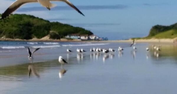 Especialistas advertem sobre riscos de alimentar gaivotas e pombos nas praias