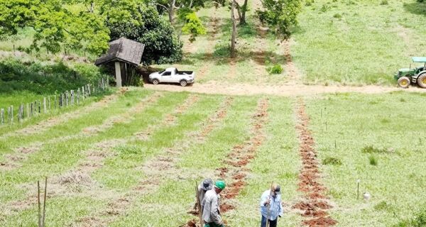 Macaé tem plantio recorde de espécies da Mata Atlântica 