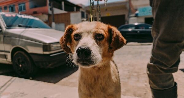 Cabo Frio é a primeira cidade do Estado a castrar todos os animais do Canil Municipal 