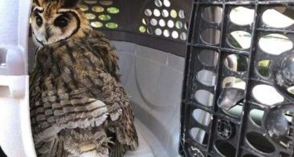 Coruja-orelhuda é resgatada em São Pedro da Aldeia com ferimento em uma das asas