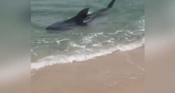 Tubarão é visto próximo à faixa de areia em praias de Saquarema