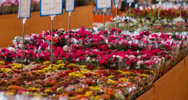 Araruama recebe a tradicional Exposição Flores de Holambra