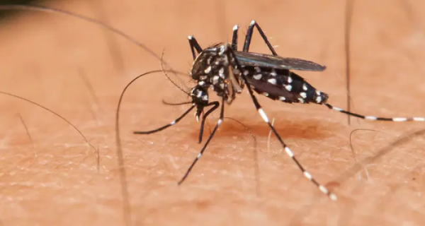 Cabo Frio realiza o segundo Levantamento de Índice Rápido do Aedes aegypti de 2022