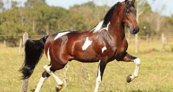 Araruama promove Exposição do Cavalo Mangalarga Marchador a partir desta quinta (28)