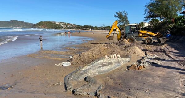 Prefeitura de Búzios vai remover ossada de baleia enterrada na Praia de Geribá em 2020