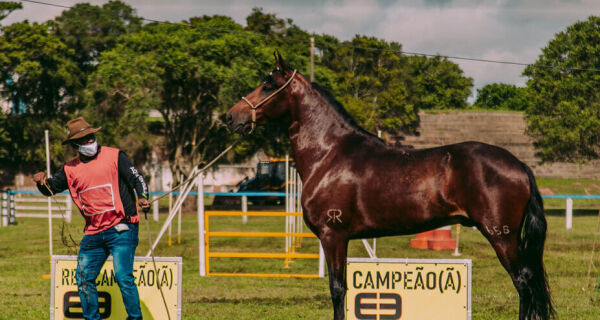 Cabo Frio terá Exposição Estadual do Cavalo Mangalarga Marchador no feriado de Corpus Christi