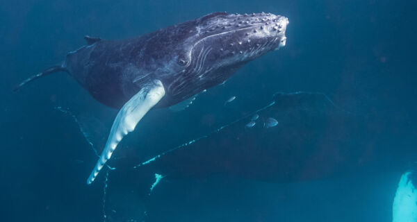 Baleia atrapalha pesca em Arraial do Cabo