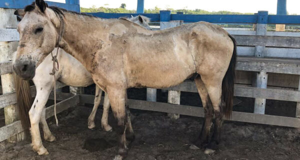 Prefeitura de Cabo Frio apreendeu 123 cavalos soltos nas rodovias que cortam a cidade desde janeiro