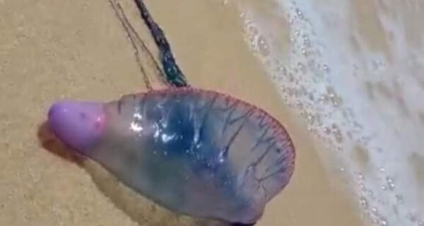 Prefeitura de Búzios alerta sobre aparecimento de caravelas-portuguesas na Praia do Canto