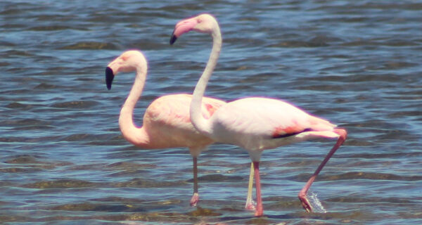 Laguna de Araruama é tema de obras literárias que exaltam sua importância para região