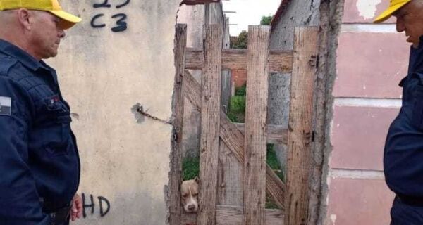 Prefeitura de Cabo Frio lança canal para denúncias de maus-tratos a animais