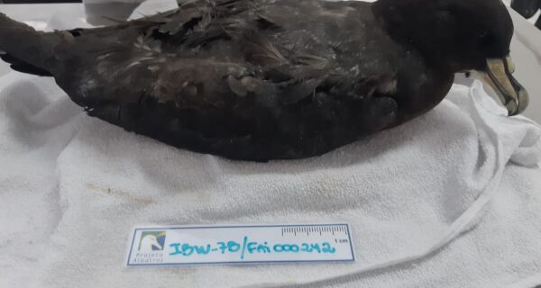 Instituto Albatroz, em Araruama, recebe ave com anilha de identificação da França