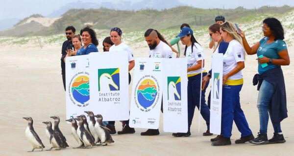 Instituto Albatroz realiza soltura de oito pinguins-de-Magalhães em Cabo Frio