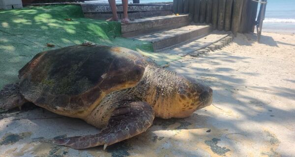 Tartarugas marinhas encalham em praias de Cabo Frio e Búzios