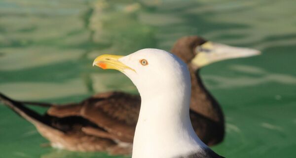 Instituto Albatroz faz alerta sobre o aumento de lixo nas praias durante o verão