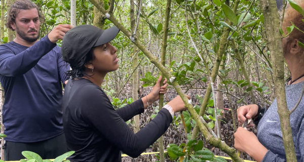 Manguezais de Cabo Frio começam a ser mapeados para garantir proteção ambiental