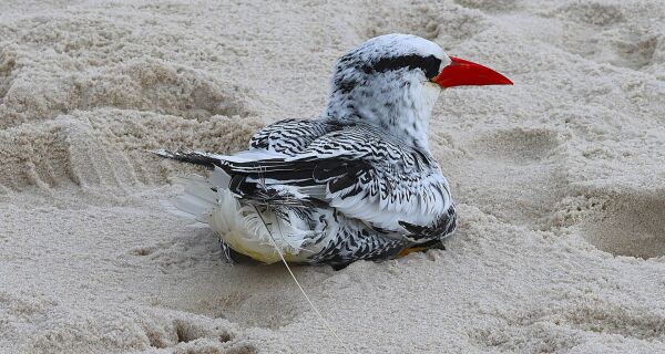 Instituto Albatroz faz soltura de ave oceânica encontrada em forro de residência em Cabo Frio