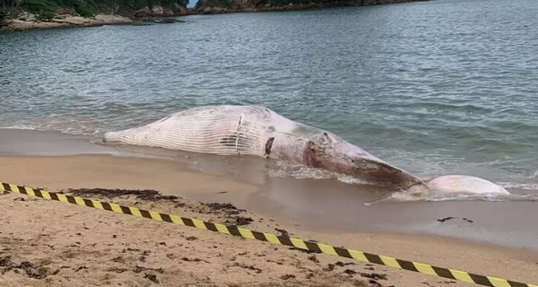 Descarte de carcaça de baleia, em Búzios, vai parar no Ministério Público