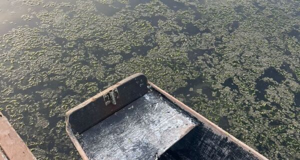 Alerta na Laguna de Araruama: orla da Praia do Siqueira é tomada por algas de esgoto