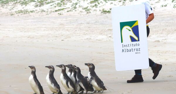 Instituto Albatroz completa um ano de execução do Projeto de Monitoramento de Praias na região