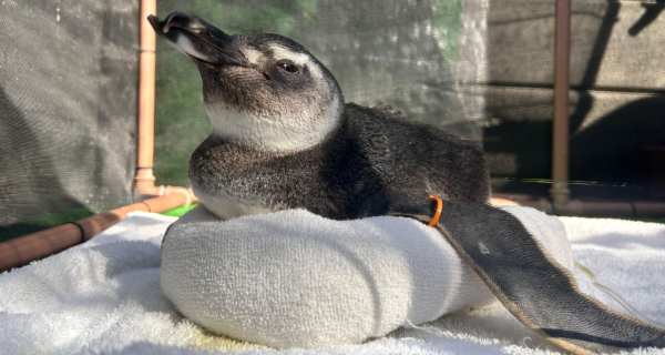 Instituto Albatroz resgata três pinguins em Arraial do Cabo e Búzios