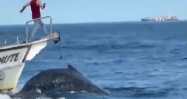 MPF investiga colisão entre embarcação de turismo e baleia em Arraial do Cabo