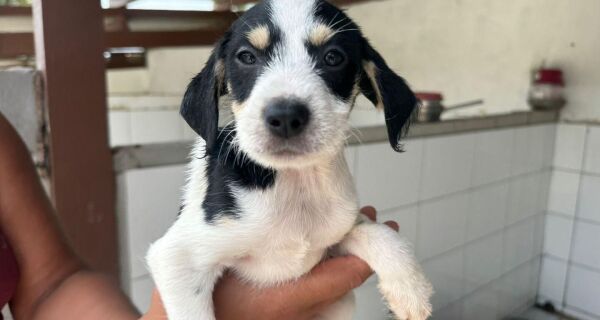 1ª edição do ano da Feira de Adoção Animal acontece neste sábado (17) em Cabo Frio