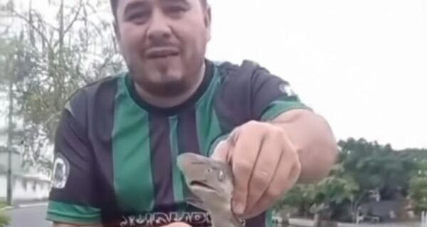 Filhotes de tubarão aparecem em Cabo Frio e biólogo descarta risco a banhistas